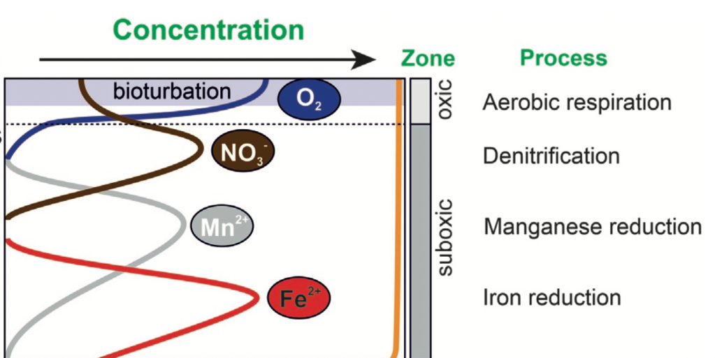 Simple schematic illustrating the progression from aerobic respiration to denitrification to manganese reduction to iron reduction as you move through the redox cascade.
