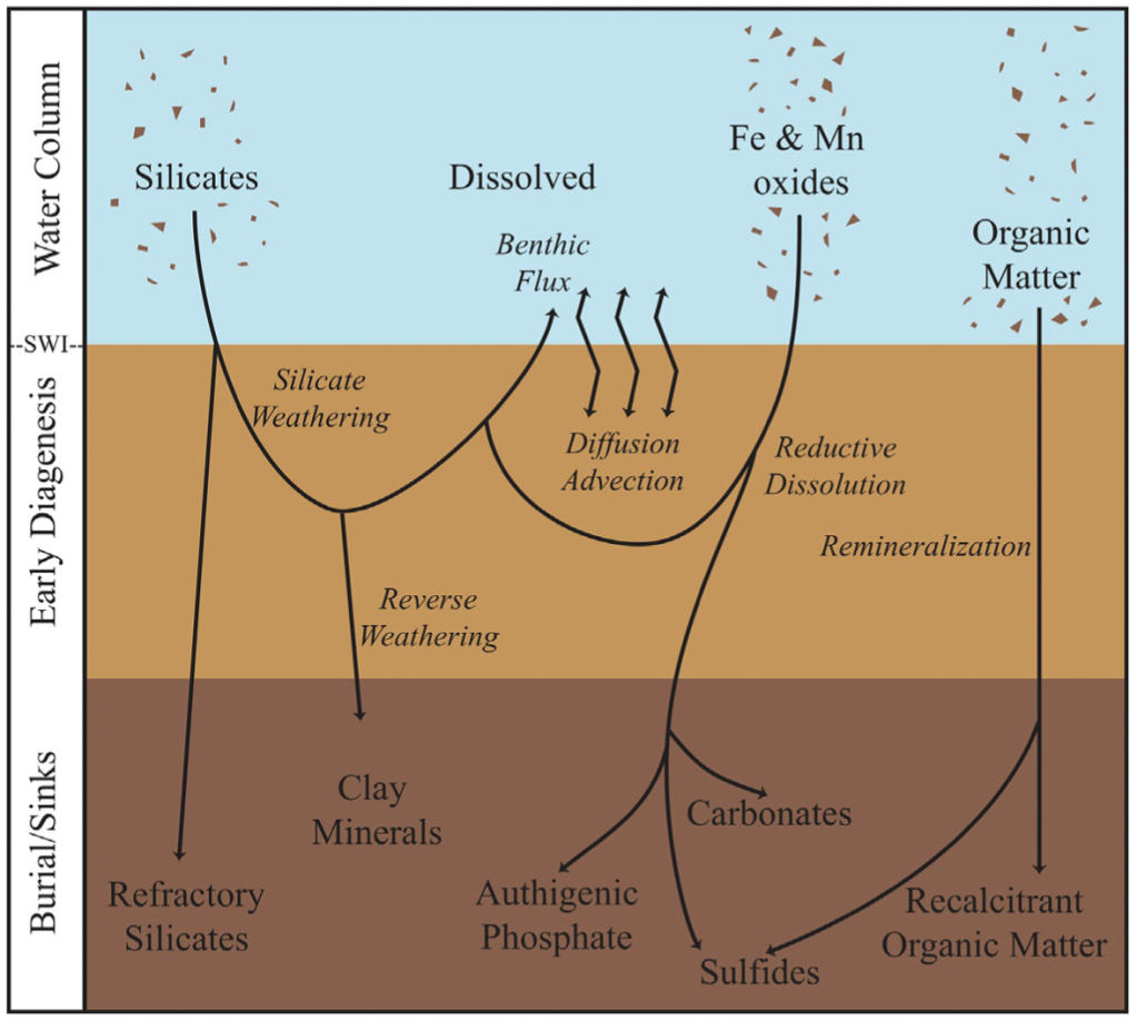 Diagram showing movement between different phases and different processes starting in the water column then crossing the sediment water interface to include first early diagenetic processes and then later burial/sinks towards the bottom.